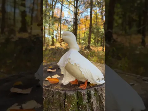 Idk looks pretty convincing to me 👻 🦆 #DunkinDucks #Ghosts #Halloween #PetDucks #BackyardDucks