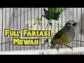 Download Lagu Opior Jawa gacor full Fariasi @ponirankwokchannel
