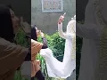 Download Lagu resiko seorang perantau.... lama tidak pulang,pacar nikah sama orang lain😊