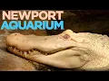 Newport Aquarium Tour Review with The Legend