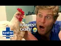 Bondi Vet s Funniest Cases Compilation Bondi Vet