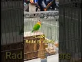Download Lagu Lovebird Konslet Extreme | Mangap Leax