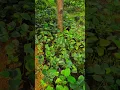 Download Lagu Lal Chandan plant in Nursery #agro #red #sandlewood #chandan #lalchandan