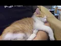 More of Caramel Cream Sleeping Dec 4th 2023
