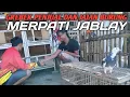 Download Lagu JAJAN MERPATI JABLAY DI KROYA