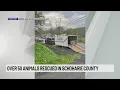 Over 50 animals rescued in Schoharie County