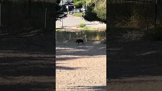 #fyp #dream #doberman #pets #vlog