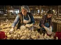 The Hatchery Called 9 400 Tiny Poults Junk Three Years Later Every Turkey Buyer Wanted Hers