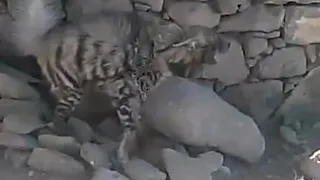 هذا الحيوان فصيلة من فصيلة الضباع ويسمى حيوان السمع اليمن 