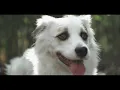Massacre - Tanto amor (video oficial) HD 1080