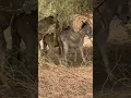 Download Lagu #ezel #dieren #natuur #dorpsleven #schattig #wilde dieren #boerderij #leven #grappig #reizen