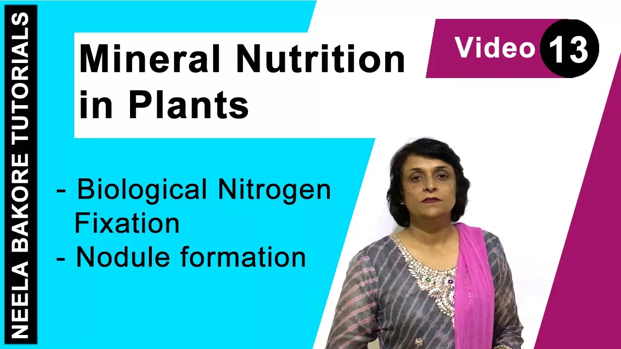Mineral Nutrition in Plants | NEET | Biological Nitrogen Fixation - Nodule Formation | Dr. Neela