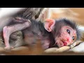 Lagu Top Cute Compilation Moments Of Newborn Baby Monkey This Week