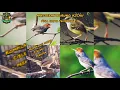 MASTERAN BURUNG KICAU | KOMPILASI SUARA CIBLEK PRENJAK FULL IRAMA TEMBAKAN | DIJAMIN MEWAH !!!