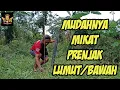 Download Lagu cara mudah mikat burung prenjak lumut/prenjak bawah