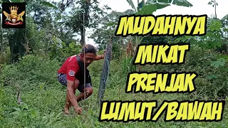 easy way to attract moss wren underwren birds