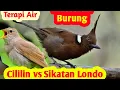 Download Lagu Masteran Tembakan Termahal Cililin dan Sikatan Londo.