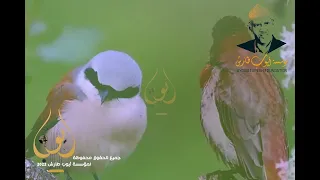 ايوب طارش   غردين يا طيور  ياعنب ياعنب  دندنها
