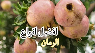 أفضل أصناف الرمان في العالم   تعرف على أجود أنواع الرمان للزراعة والإنتاج دندنها