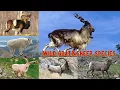 Lagu All Caprinae Species in the World/ wild goat and sheep A to Z/wild goat and sheep species
