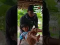 Download Lagu bocah disunat bukan nangis malah senang | drama lucu bocah kampung #shorts