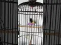 Download Lagu Burung Kolibri/Sogok Ontong GAACOORRR untuk Pikat/Pancingan