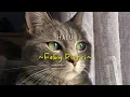 Download Lagu Halu - Feby Putri || Lirik (Slowed \u0026 Reverb)