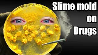 Can slime molds get stoned?