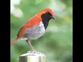 Download Lagu Kicau burung cantik merdu dihutan