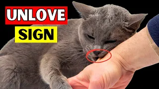 10 Signs Your CAT doesn't LOVE You (Watch this If You Think They Do)