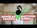 Download Lagu BONGKAR RAHASIA PEMASTERAN JALAK SUREN