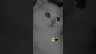 حالات واتس اب بسة مع اغنية حزينة 