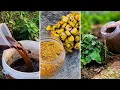 Banana Peels Will Make Your Garden EXPLODE with Growth