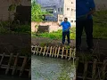 Download Lagu KESERUAN KASIH PAKAN IKAN DI KOLAM IKAN BUMDES PERDANA KALANGSARI#bumdesperdana#kolamikan#kalangsari