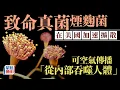Download Lagu 煙麴菌｜致命真菌入侵美國急速擴散 「從內部吞噬人體」｜星島頭條新聞｜國際｜傳染病｜真菌｜麴菌病｜美國南部｜肺部感染｜孢子｜世界衛生組織