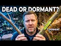 Is My Tree Dead or Dormant Simple Test to Check Tree Health