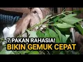 Lagu 7 Pakan Murah yang Bikin Kambing Cepat Besar! Nomor 4 Wajib Ada! 