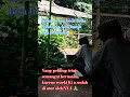 Download Lagu Ojo di padakno ingsun #shortvideo #shortsvideo #viral #2023 #dangdut #jedagjedug