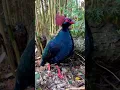 Download Lagu suara burung puyuh sengayan / Partridge jambul #puyuh #burung #soundbirds #birds #birdsounds