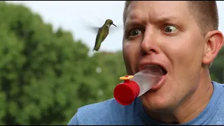 hummingbirds in slow motion smarter every day 124