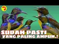 Download Lagu SUARA PIKAT BURUNG KOLIBRI KELAPA/KORLAP RIBUT