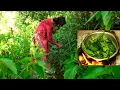 Download Lagu dharme brother's daughter picking nettle vegetable for curry || rural Nepal ||