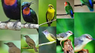 6 in 1 masteran tembakan kasar ciblek kapas tembak cucak jenggot konin lovebird kenari mozambik 