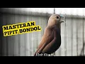 Download Lagu Masteran burung emprit Peking kaji - Suara burung pipit Bondol kaji gacor isian kenari 303