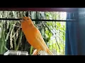 Download Lagu Kenari Belgia Memikat Teman Sampai Bernyanyi! Sangat Ampuh
