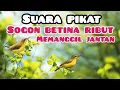 Download Lagu Suara Pikat Sogon Betina Ribut Untuk Memanggil Sogon Liar 