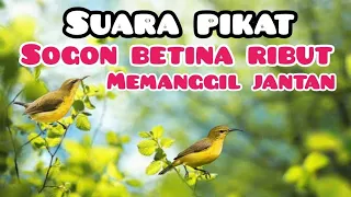 suara pikat sogon betina ribut untuk memanggil sogon liar 