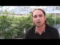 Hells Fire OG From the Soil - Flower Hour