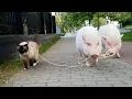 Download Lagu Animal BEST Friends | 1 Hour of FUNNY Pets 😍