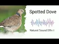 Spotted Dove | Natural Sound Effects